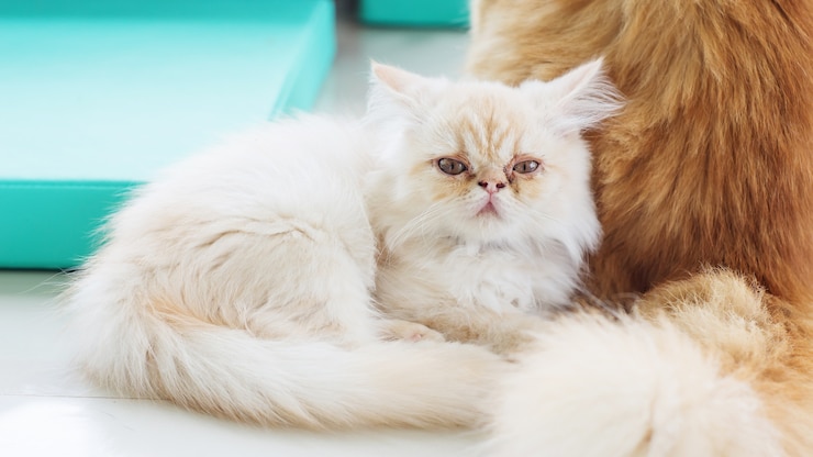 Foto gattino persiano sporco bianco che si siede nella stanza.