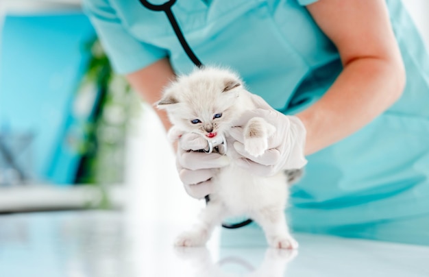 Gattino Ragdoll alla clinica veterinaria