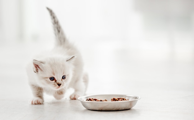 Gattino Ragdoll in studio