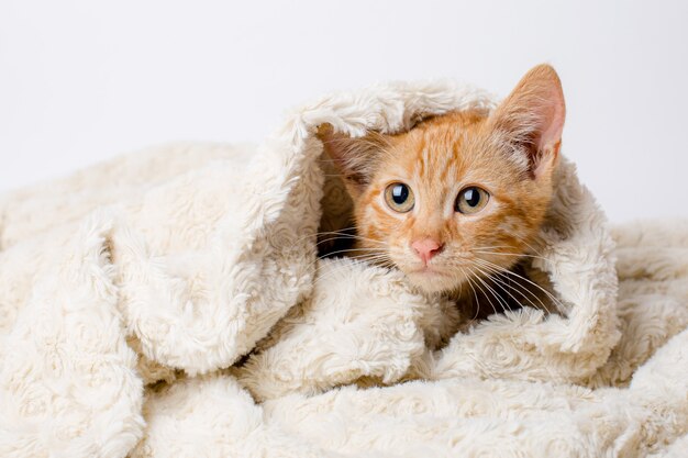 gattino rosso avvolto in una coperta