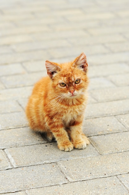 Gattino rosso con gli occhi gialli