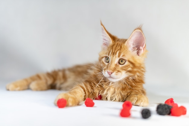 Gattino rosso di Maine Coon con le bacche sul tavolo