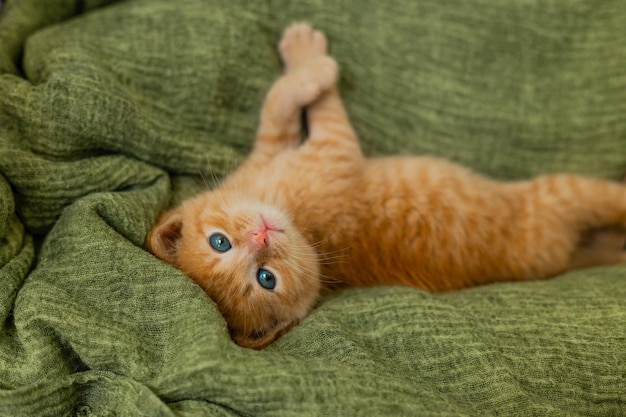 Gattino rosso gioca sulla coperta verde