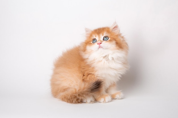 Gattino rosso lanuginoso che si siede su una priorità bassa bianca