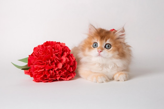 Gattino rosso lanuginoso su sfondo bianco con un fiore