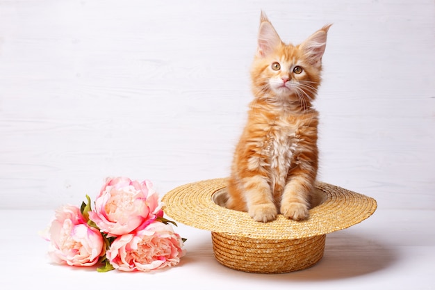 gattino rosso Maine Coon seduto in un cappello di paglia