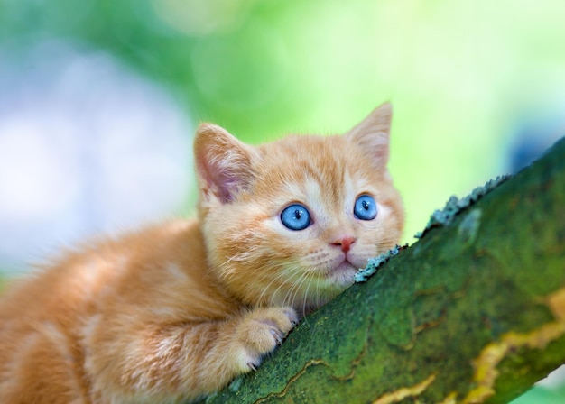 Gattino rosso seduto su un albero.