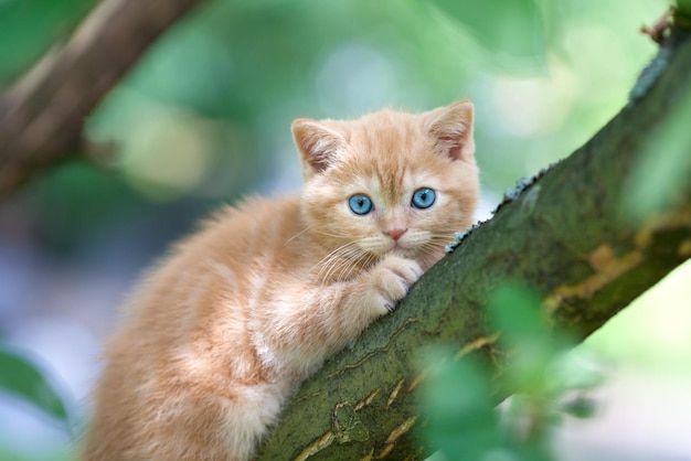 Gattino rosso seduto su un albero