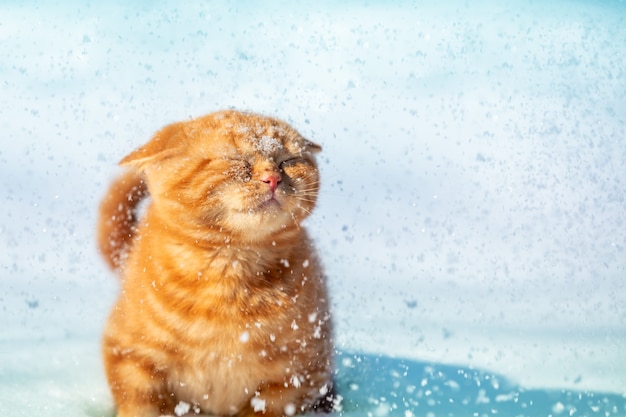 Gattino rosso seduto sulla neve durante la nevicata