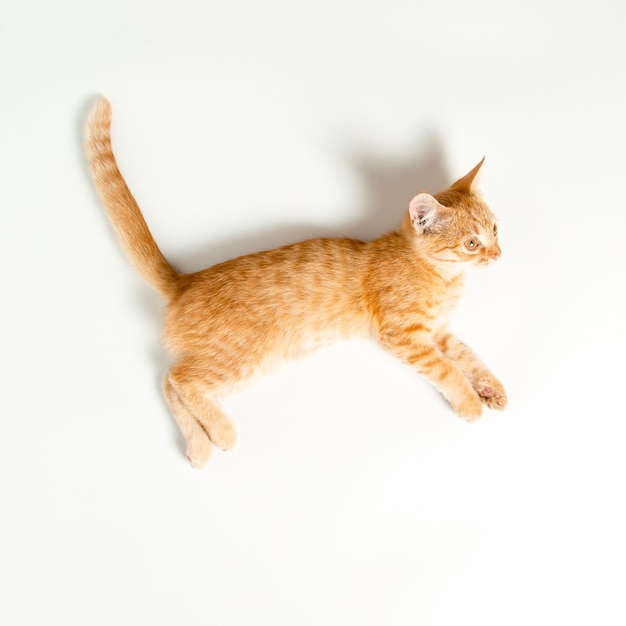 Gattino rosso sveglio su sfondo bianco. Animale domestico giocoso e divertente. Copia spazio.