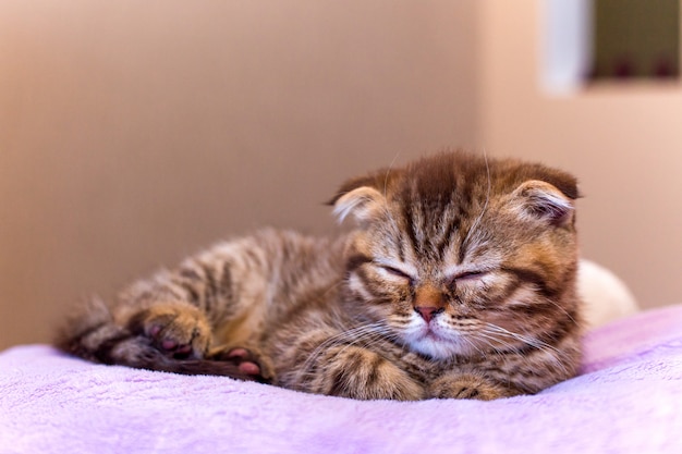 Gattino scozzese che dorme su un cuscino rosa a casa