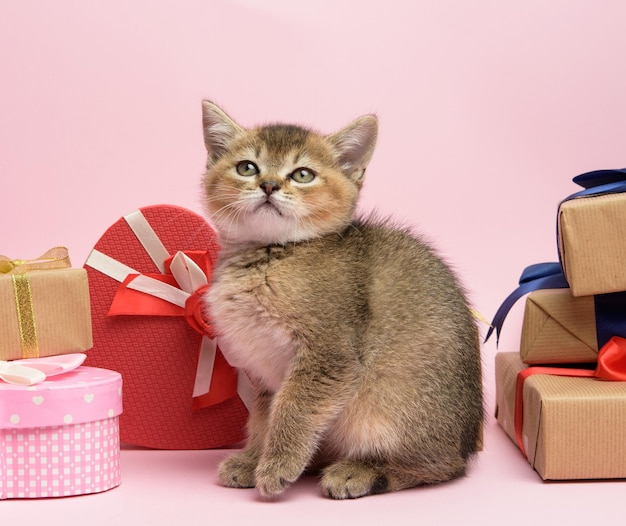 gattino scozzese chinchilla dorato razza dritta si siede su uno sfondo rosa e scatole con regali