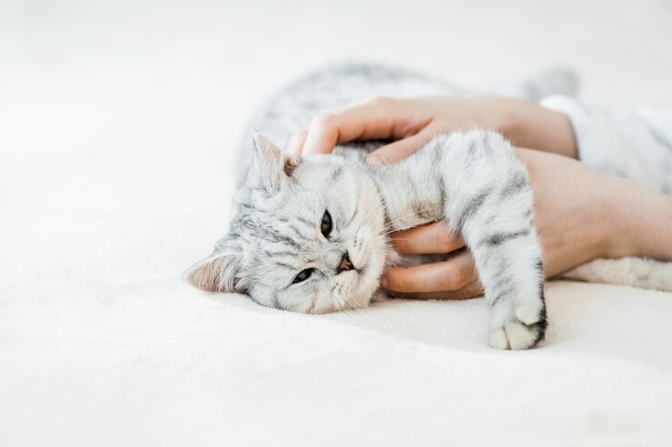 Gattino scozzese nelle mani di una ragazza Gatto grigio divertente