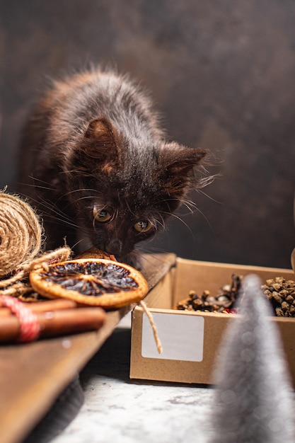 Gattino sfondo di natale gatto animale domestico sfondo di capodanno atmosfera domestica intimità