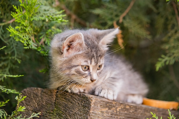 gattino si siede sotto un abete