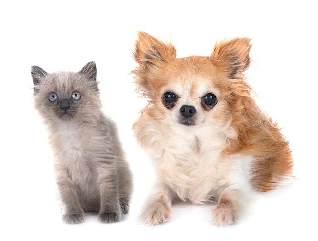 Gattino siamese e chihuahua in studio