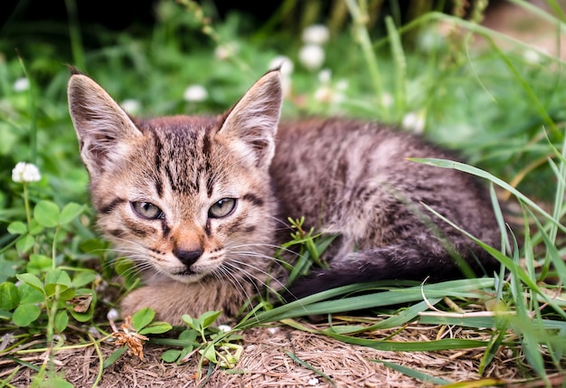 Gattino soriano molto grave e serio sembra una lince con grandi orecchie seduta sull'erba.