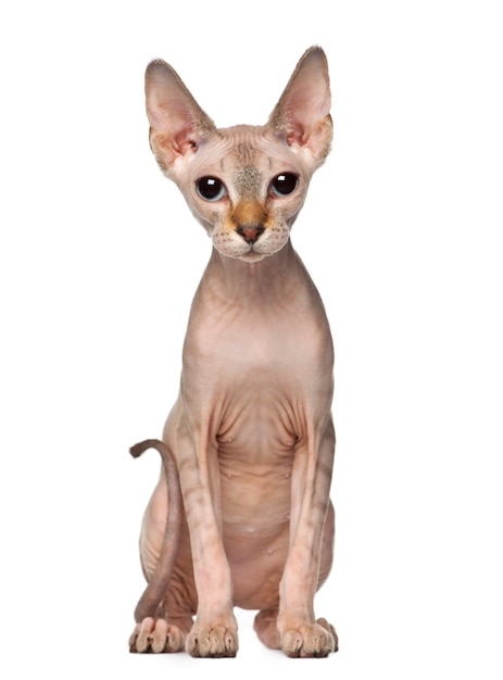 Gattino Sphynx, 6 mesi, seduto seduto