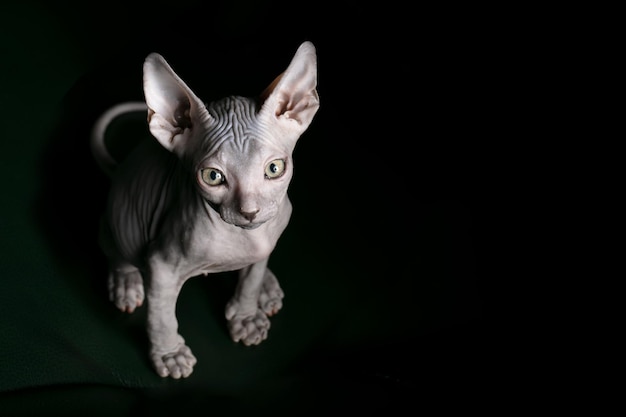 Gattino Sphynx Bellissimo gatto calvo su sfondo scuro Un insolito animale di razza rara