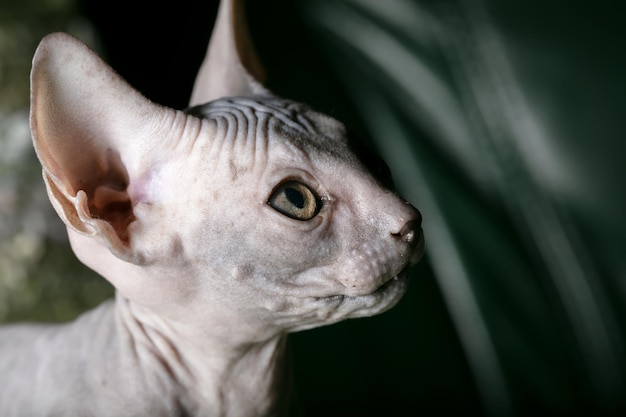 Gattino Sphynx Un gatto calvo di profilo