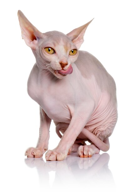 Gattino Sphynx