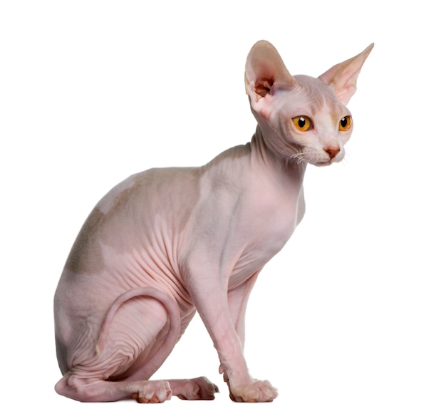 Gattino Sphynx