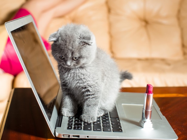 Gattino su laptop con rossetto