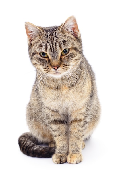 Gattino su sfondo bianco