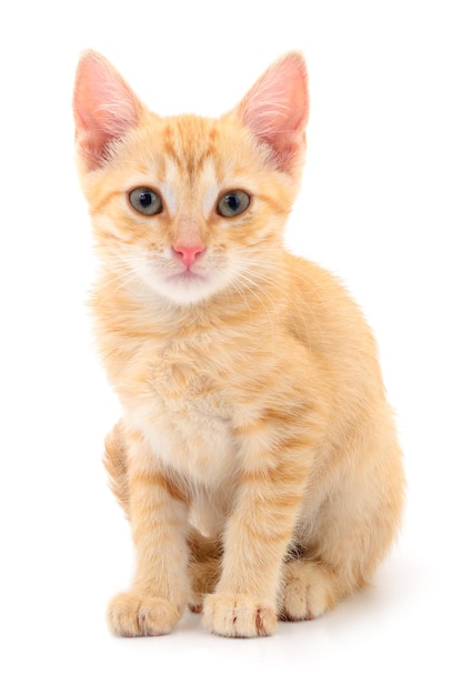 Gattino su sfondo bianco