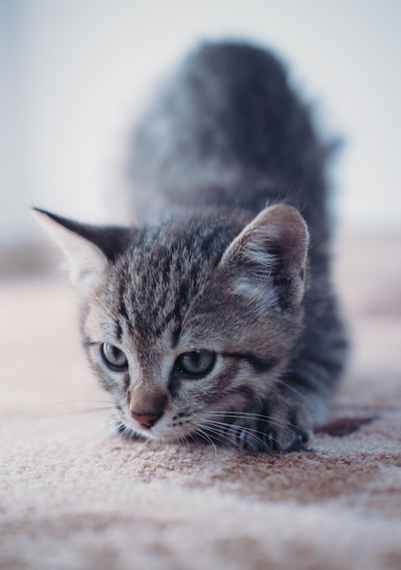 Gattino su sfondo chiaro. Un piccolo gattino tabby domestico grigio. Ritratto di un simpatico gatto affascinante.