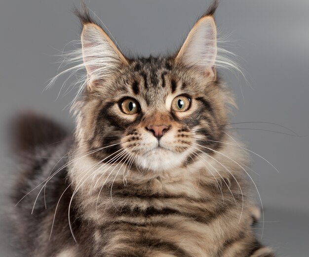 Gattino su uno sfondo grigio. Maine Coon