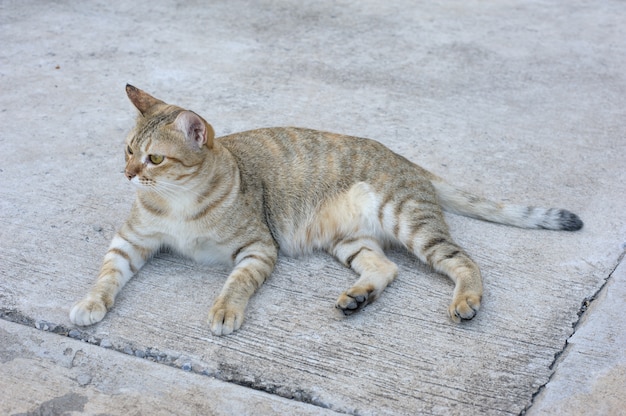 gattino sul pavimento