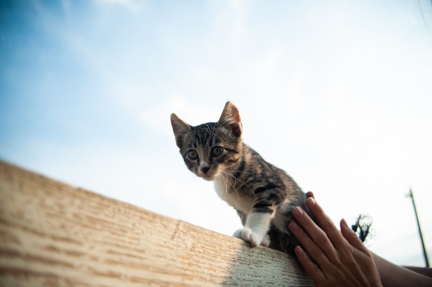 gattino supera il recinto