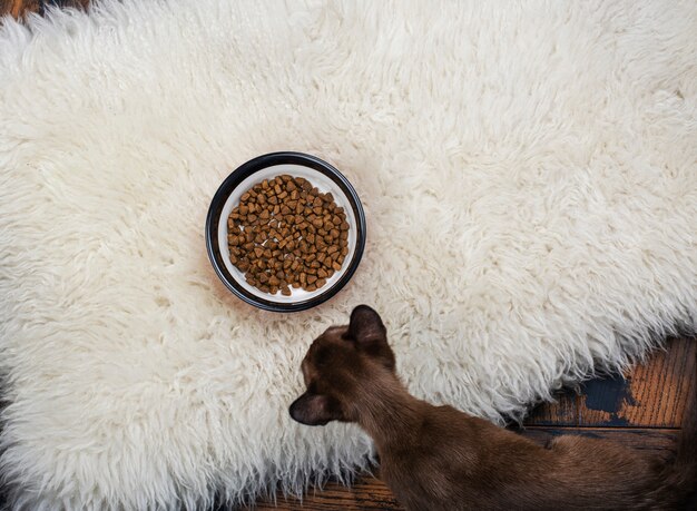 Gattino sveglio che mangia i granelli dell'animale domestico