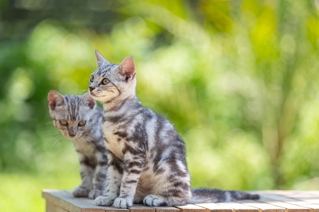 Gattino sveglio del gatto di shorthair americano nel giardino