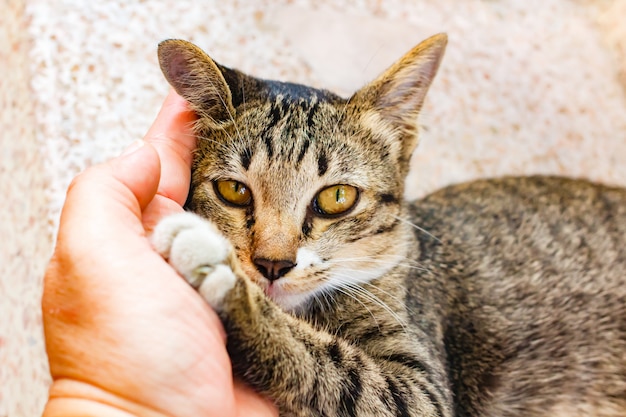 Gattino sveglio del tabby che si distende sulla tabella.