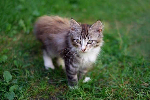 Gattino sveglio, gatto lanuginoso nell'erba