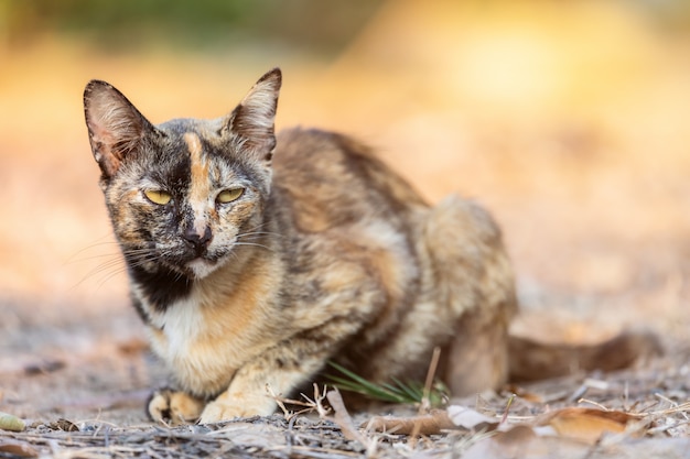 Gattino sveglio Tailandia nell&#39;erba del giardino sotto