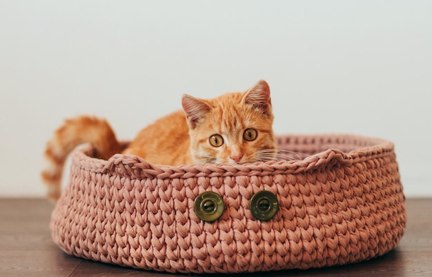 gattino tabby ginger in un letto di gatto rosa a maglia a forma di gatto.