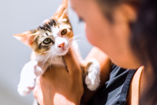 Gattino tenuto in braccio e che guarda il modello