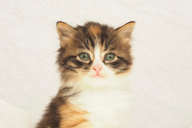 Gattino tricolore lanuginoso sveglio con gli occhi verdi su sfondo bianco. copia spazio.