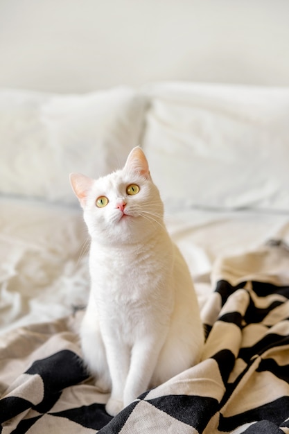 Gatto a pelo corto bianco su un letto