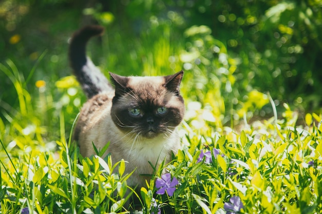 Gatto a punto di colore che cammina sull'erba in fiori di periwinkle in estate