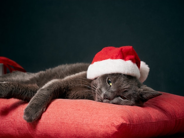 Gatto a riposo che indossa un cappello di Babbo Natale