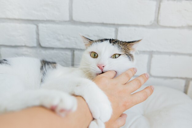 gatto a strisce bianche che gioca con la mano su sfondo chiaro