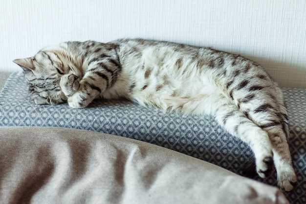 Gatto a strisce grigie addormentato su un divano gatto adorabile durante il giorno gatto rilassante per animali domestici