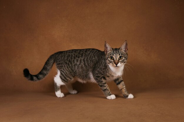 Gatto a strisce grigio e bianco che sta sul fondo marrone