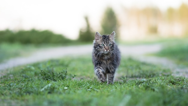 Gatto a strisce, grigio e soffice che cammina sull'erba durante il giorno, guardando dritto a porte chiuse. 16x9