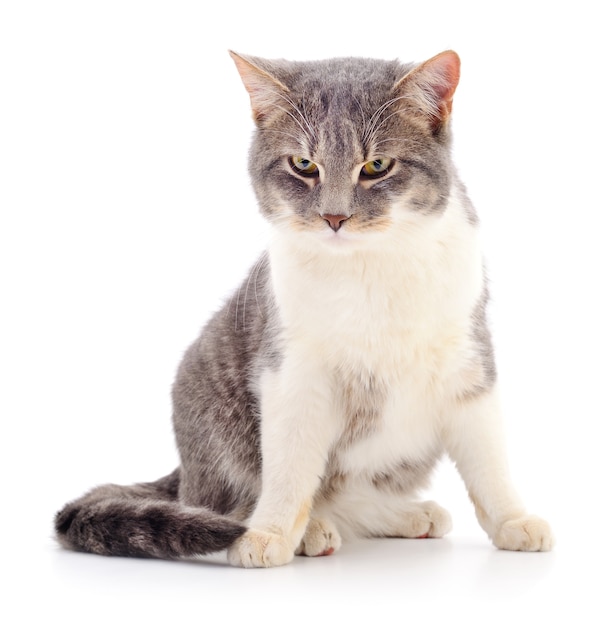 Gatto a strisce grigio isolato su priorità bassa bianca