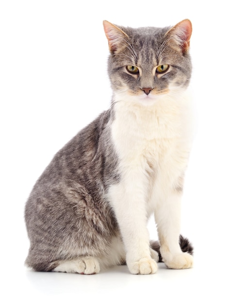 Gatto a strisce grigio isolato su priorità bassa bianca
